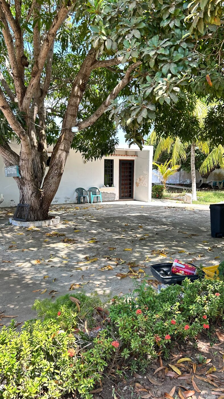 El árbol del centro del conjunto, con uno de los apartamentos detrás