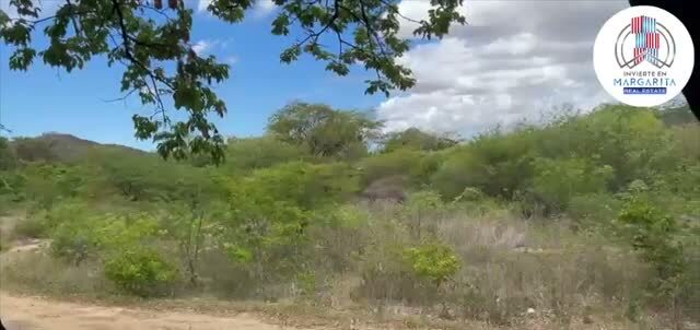 La vegetación de la finca, con los cerros detrás