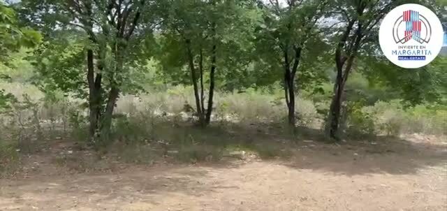 Arboleda y claro dentro del terreno